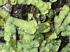 Plagiochasma rupestre