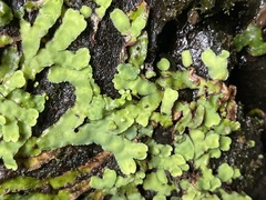 Plagiochasma rupestre