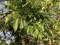 Celtis australis