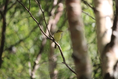 Phylloscopus sibilatrix