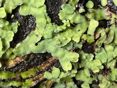 Plagiochasma rupestre