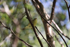 Phylloscopus sibilatrix