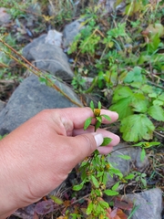 Bidens tripartita