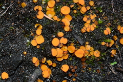 Anthracobia muelleri