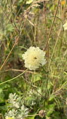 Scabiosa ochroleuca