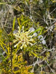 Isopogon mnoraifolius