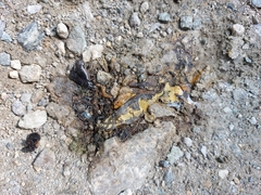 Salamandra salamandra