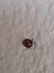 Chilocorus bipustulatus