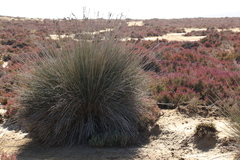 Juncus acutus