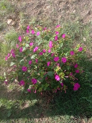 Mirabilis jalapa