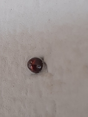 Chilocorus bipustulatus