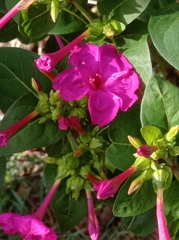 Mirabilis jalapa