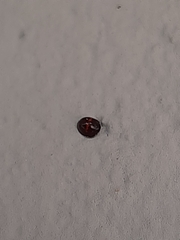 Chilocorus bipustulatus