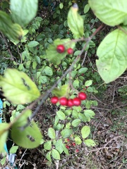 Cotoneaster bullatus