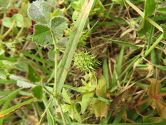 Medicago truncatula