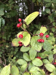 Cotoneaster bullatus