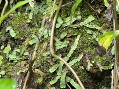 Plagiochasma rupestre