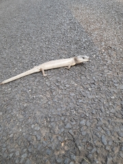 Cyclodomorphus gerrardii