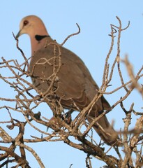 Streptopelia semitorquata
