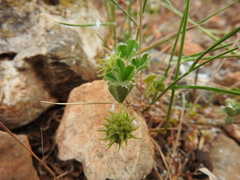 Medicago truncatula