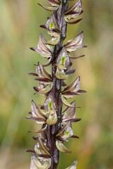 Prasophyllum elatum