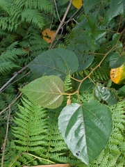 Commersonia bartramia