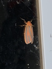 Hypoprepia miniata