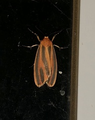 Hypoprepia miniata