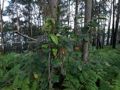 Commersonia bartramia