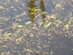 Potamogeton amplifolius