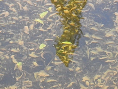 Potamogeton amplifolius
