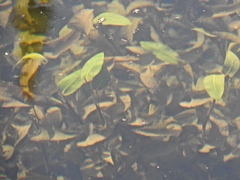 Potamogeton amplifolius