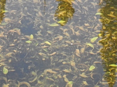 Potamogeton amplifolius