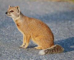 Cynictis penicillata penicillata