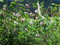 Spiraea × pyramidata
