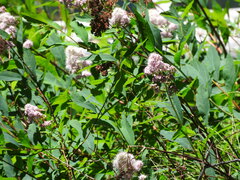 Spiraea × pyramidata