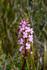 Stylidium graminifolium