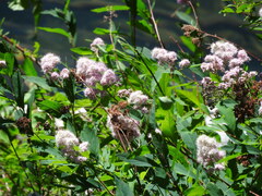 Spiraea × pyramidata