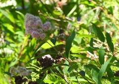 Spiraea × pyramidata