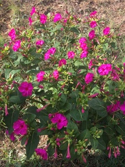 Mirabilis jalapa