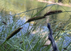 Carex utriculata