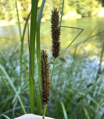 Carex utriculata