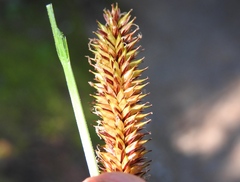 Carex utriculata