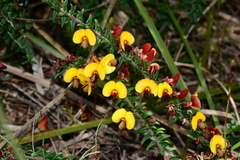 Bossiaea