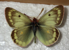 Colias phicomone