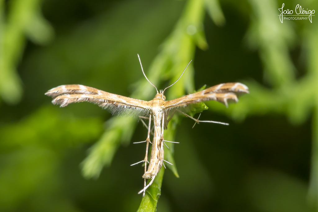 Crombrugghia laetus