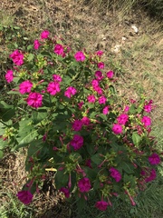 Mirabilis jalapa