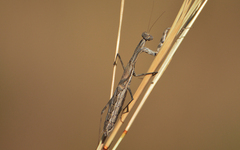 Bolivaria brachyptera