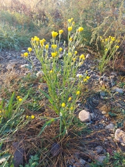 Crepis tectorum