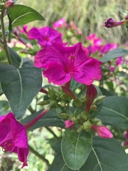 Mirabilis jalapa